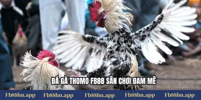 Đá Gà Thomo Fb88: Xem Live Gà Chiến Đỉnh Cao & Kinh Nghiệm Cược Chắc Thắng 4 Đá gà Thomo FB88 sân chơi đam mê