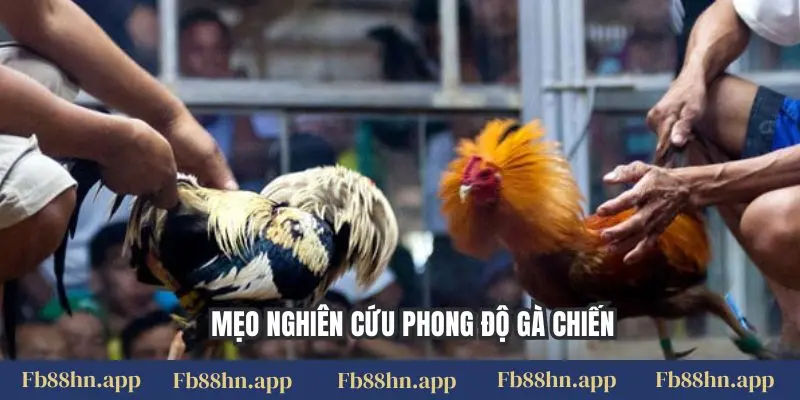 Đá Gà Thomo Fb88: Xem Live Gà Chiến Đỉnh Cao & Kinh Nghiệm Cược Chắc Thắng 6 Mẹo nghiên cứu phong độ gà chiến